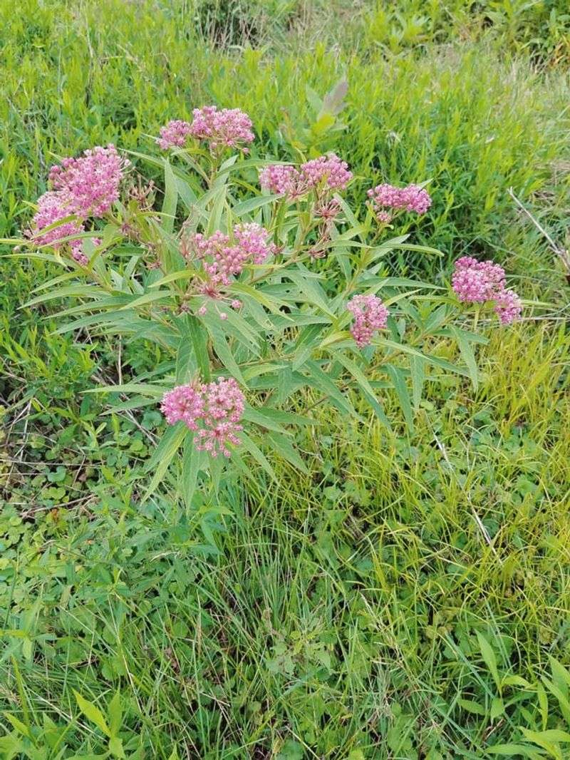 Use Swamp Milkweed In Moist Beds Use Swamp Milkweed In Moist Beds