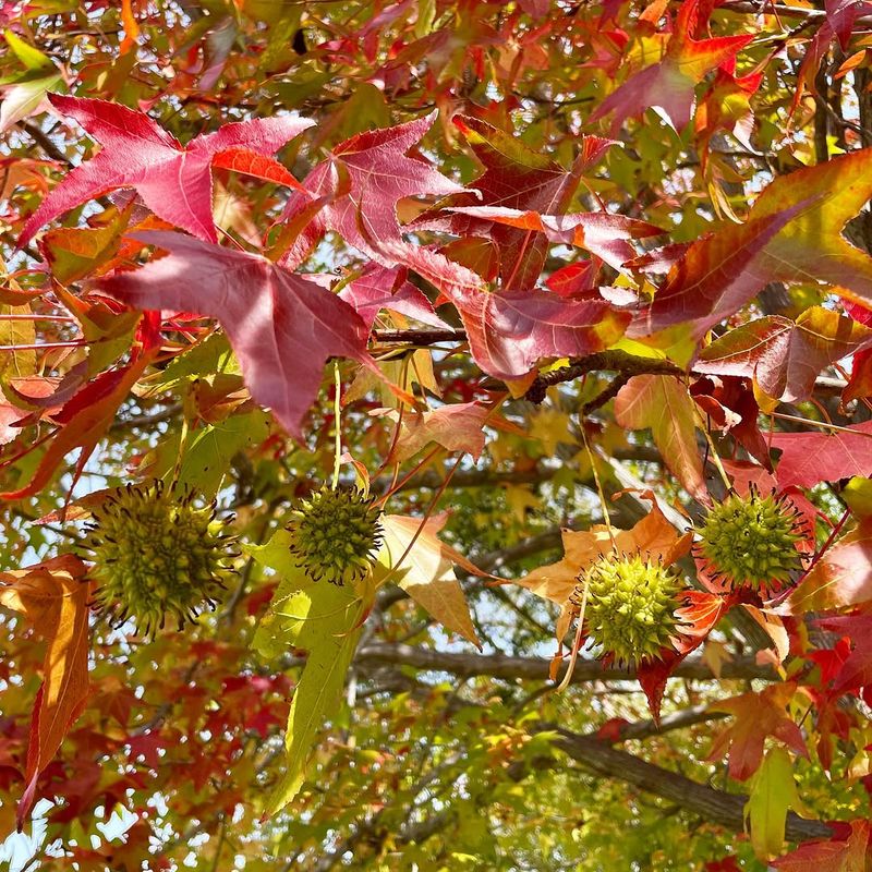 Use Sweetgum As A Southern Ohio Host Tree