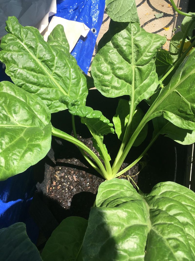Use Swiss Chard For Steady Harvests Use Swiss Chard For Steady Harvests