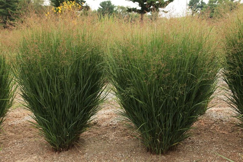 Use Switchgrass To Soften Hot Afternoon Exposure