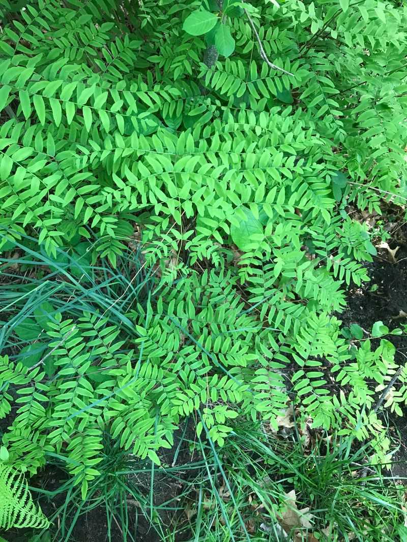 Use Taller Ferns In Back