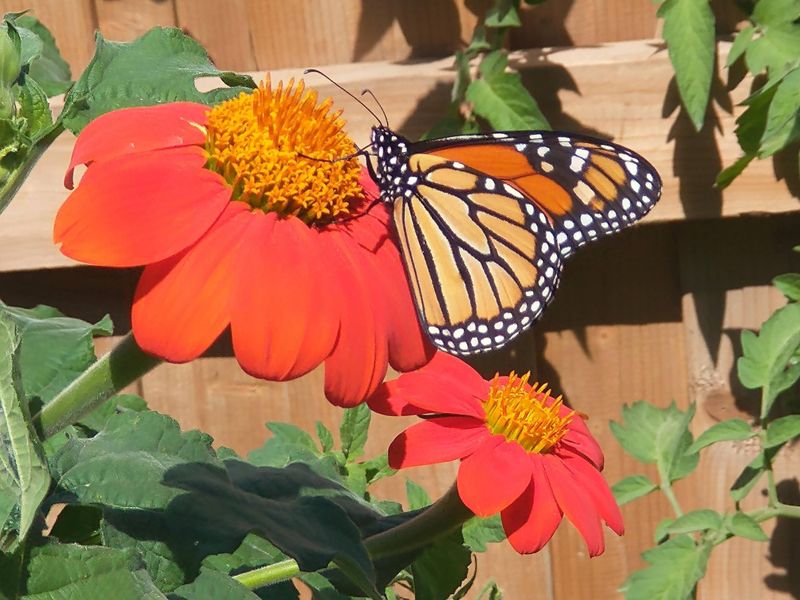 Use Tithonia For Monarch Magnet Color