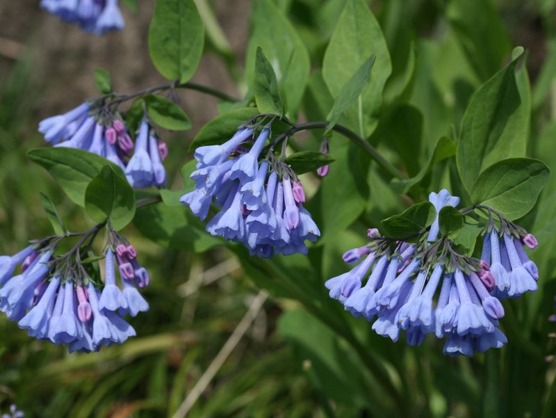 Use Virginia Bluebells For Spring Color Under Walnut Shade Use Virginia Bluebells For Spring Color Under Walnut Shade