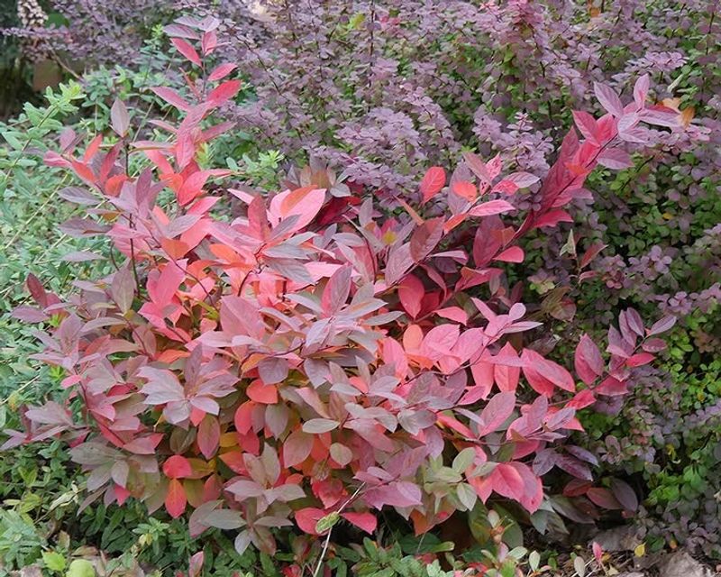 Use Virginia Sweetspire For Burgundy Fall Color In Moist Soil