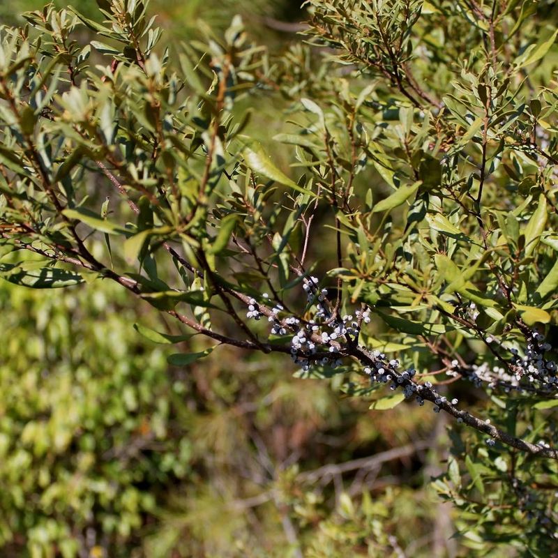 Use Wax Myrtle For Dense Shrubby Nesting Edges Use Wax Myrtle For Dense Shrubby Nesting Edges