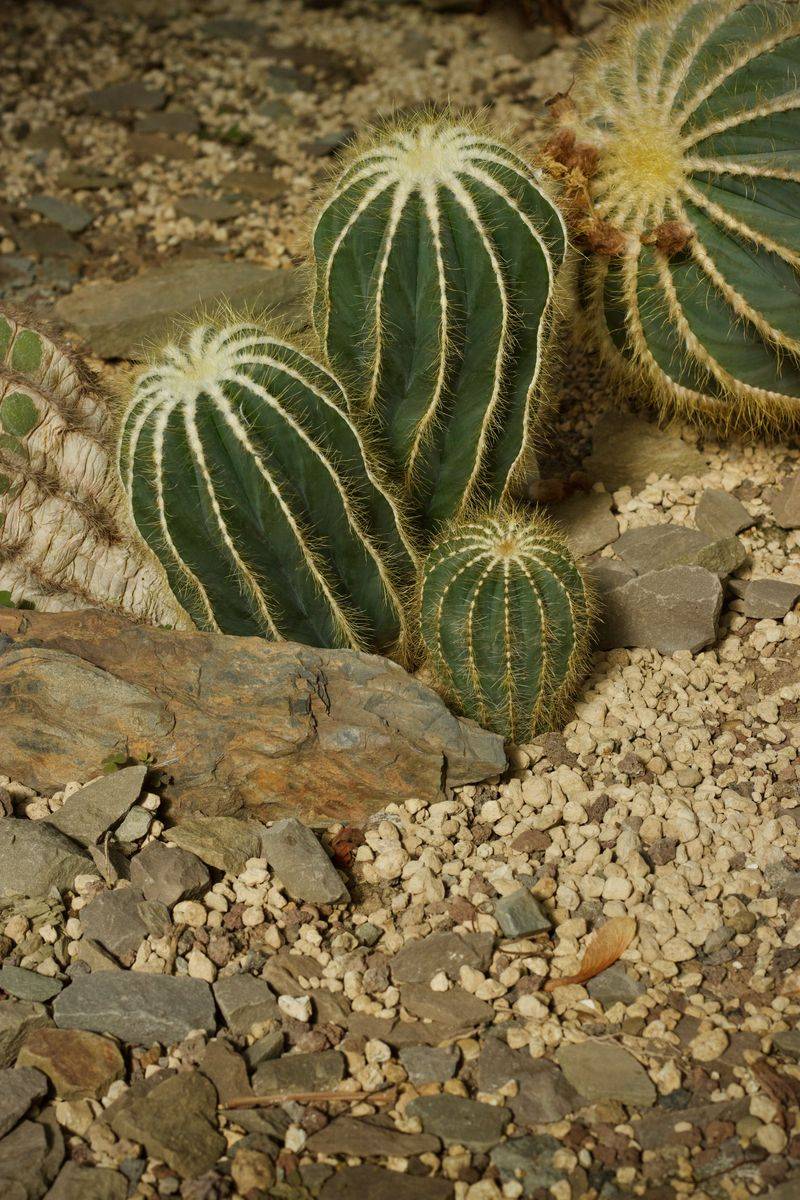 Use Well-Drained Soil Before Adding More Water