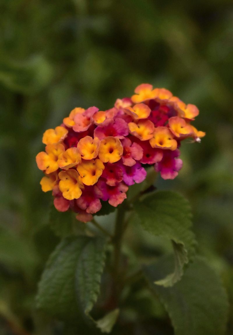 Use Well-Draining, Lean Soil