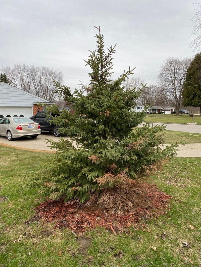 Use White Spruce For Tough Screening Use White Spruce For Tough Screening