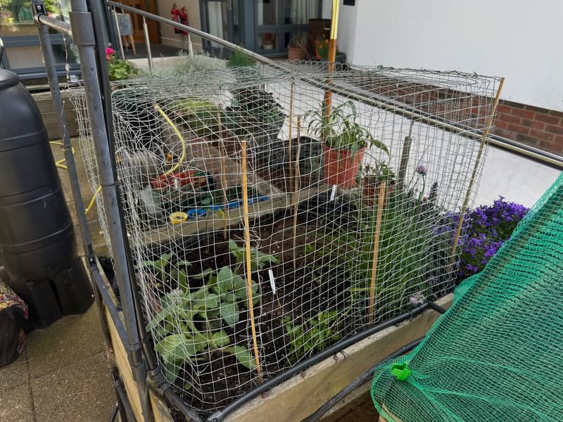 Use Wire Cages Around Favorite Vegetables Use Wire Cages Around Favorite Vegetables