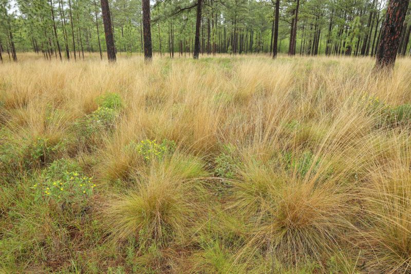 Use Wiregrass Where Fire-Shaped Landscapes Belong