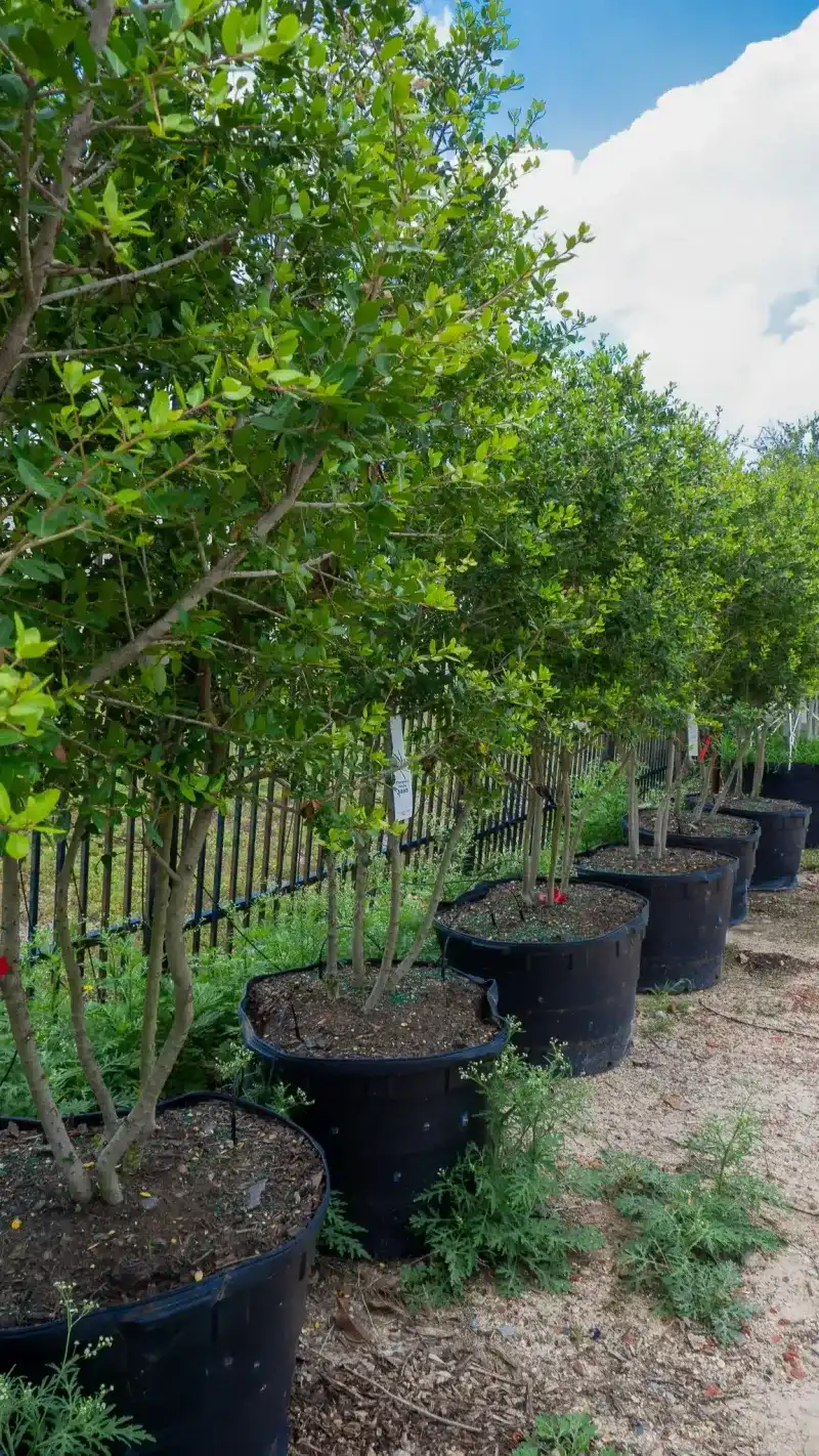 Use Yaupon Holly For A Tough Evergreen Border