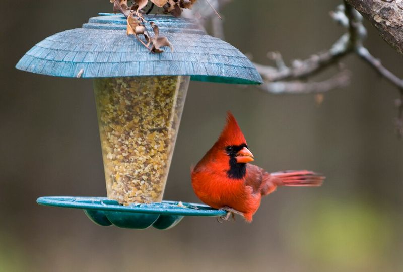Using Bird Feeders Too Close To Busy Yard Areas
