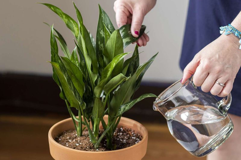 Using Cold Tap Water Using Cold Tap Water