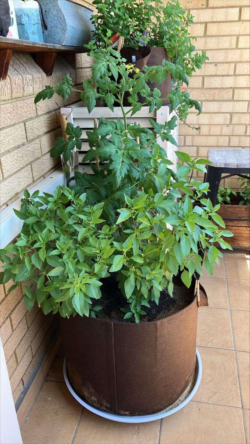 Using Containers That Are Too Small For Summer Growth