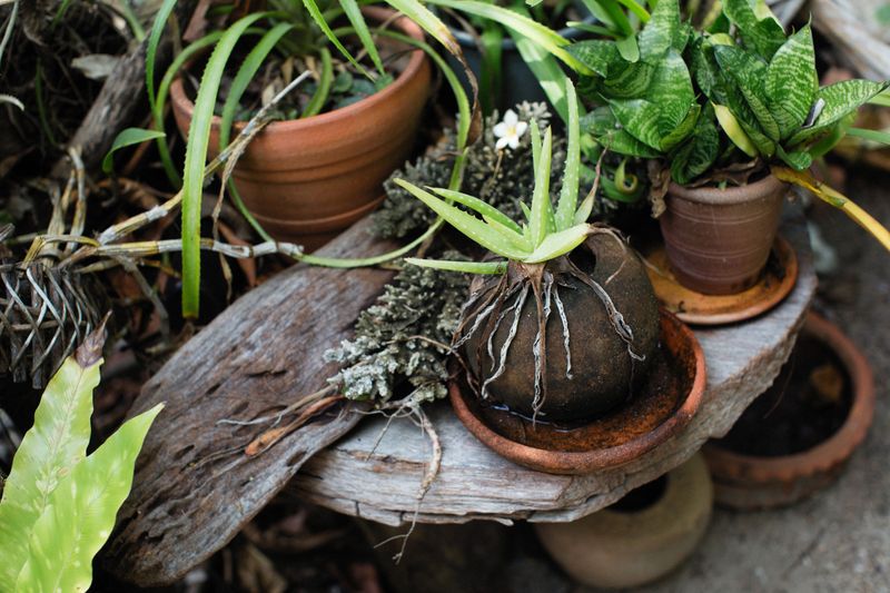 Using Containers Without Drainage Holes Using Containers Without Drainage Holes