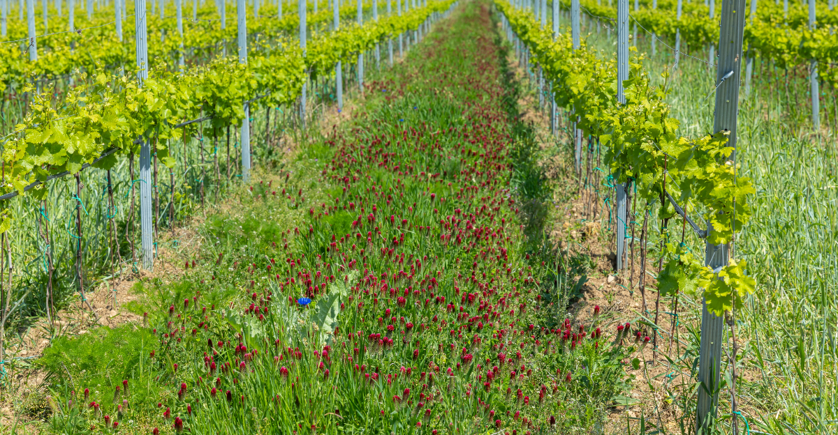 cover crops