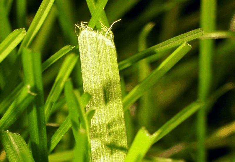 Using Dull Mower Blades
