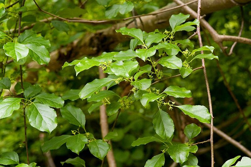 Using Herbicide On Round Leaf Bittersweet