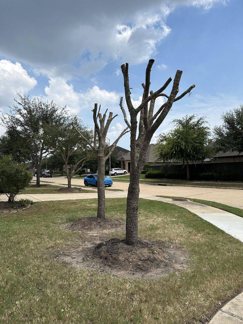 Using Hurricane Pruning That Strips The Canopy