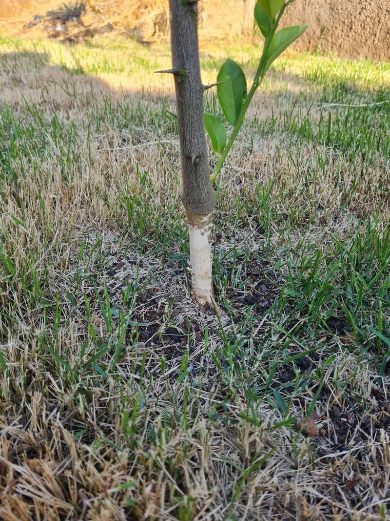 Using Lawn Fertilizer Too Close To Citrus