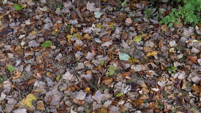 Using Mulch To Hide Leaf Litter Using Mulch To Hide Leaf Litter