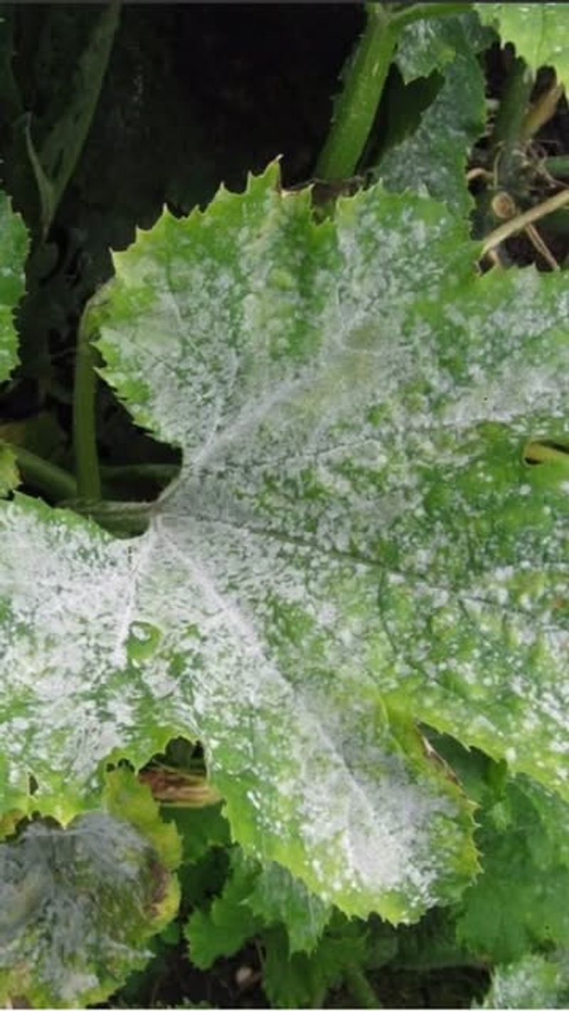 Using Nitrogen-Rich Fertilizer Excessively