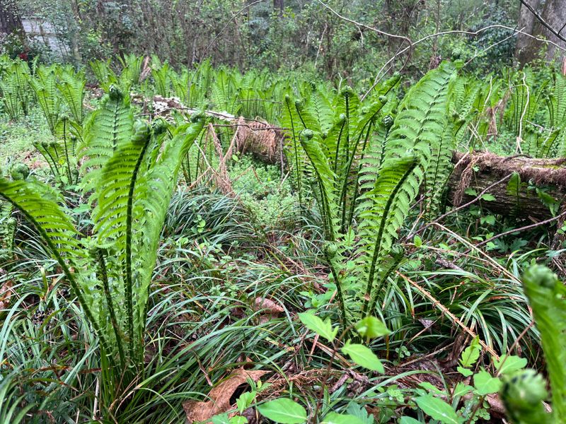 Using Poor Soil With Little Organic Matter