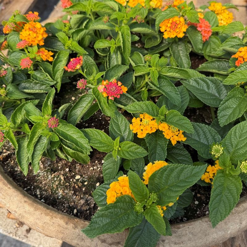 Using Rich Fertilizer That Pushes Leaves Over Flowers
