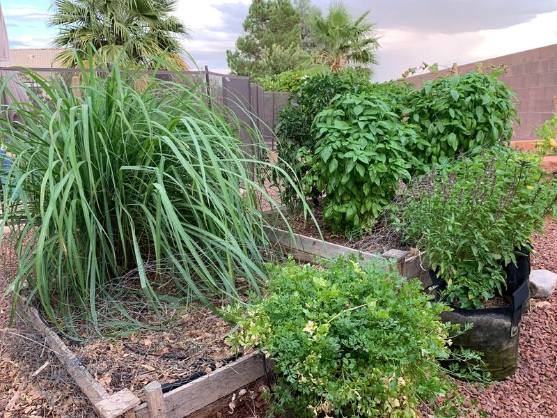 Using Soil That Drains Poorly Using Soil That Drains Poorly