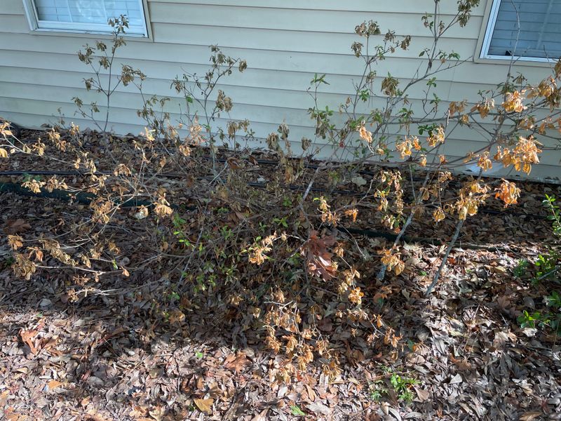 Using Thirsty Or Stressed Plants As Firewise Plants