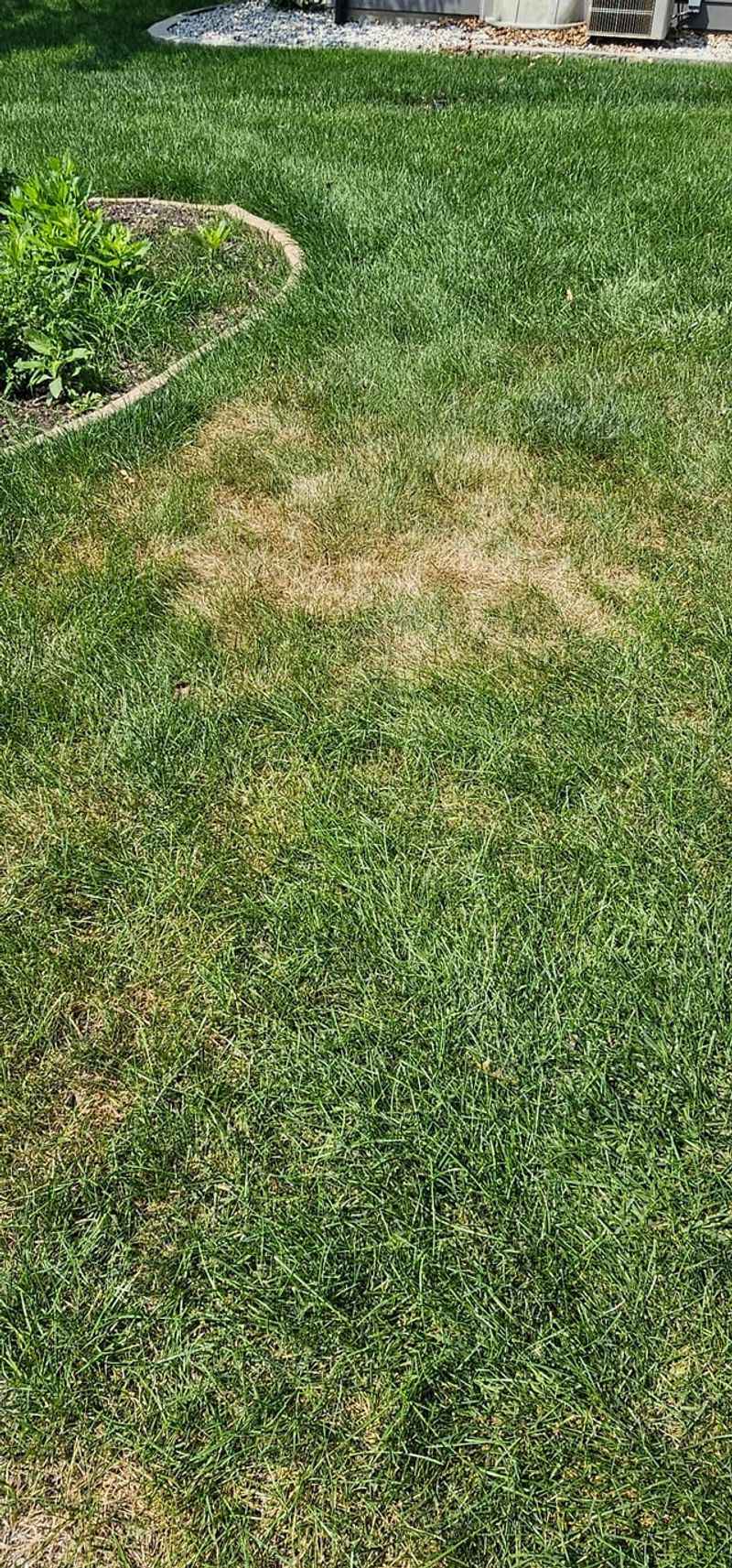 Using Too Much Nitrogen Fertilizer In Summer