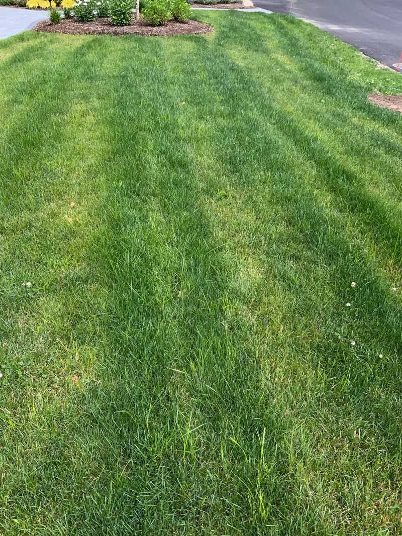 Using Too Much Quick Nitrogen Using Too Much Quick Nitrogen