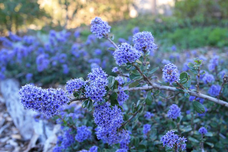 Valley Violet Maritime Ceanothus Brings Tough Evergreen Beauty
