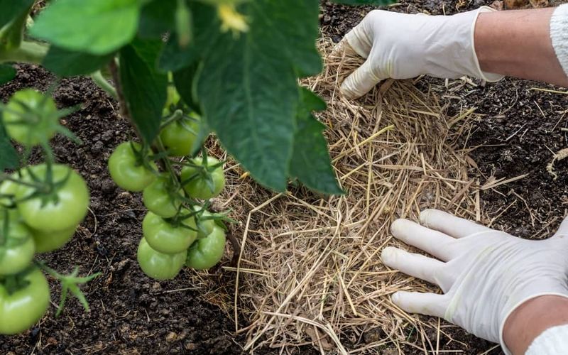Vegetable Beds