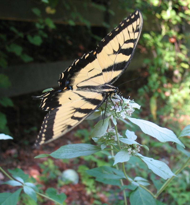 Vegetable Gardens Gain More Insect Activity Vegetable Gardens Gain More Insect Activity