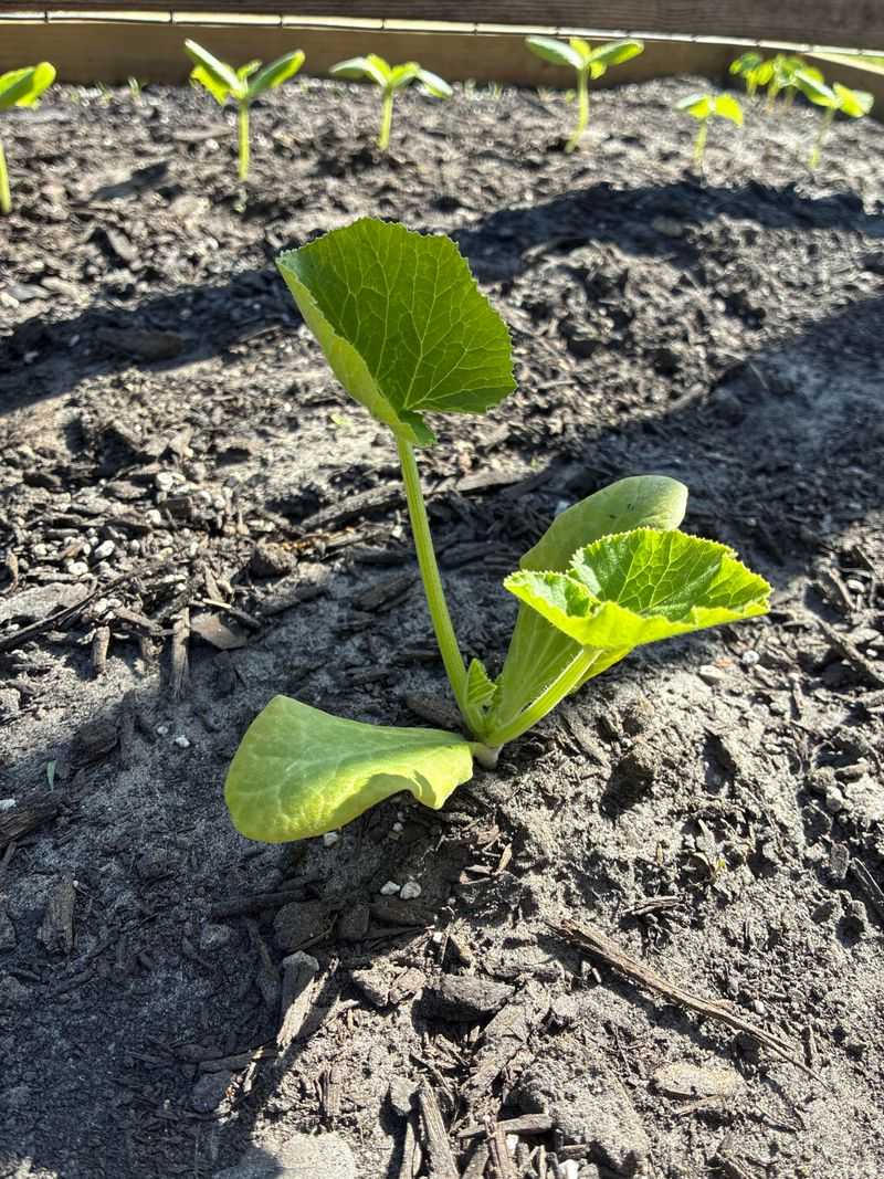 Vegetables Slow Down In Heat Vegetables Slow Down In Heat