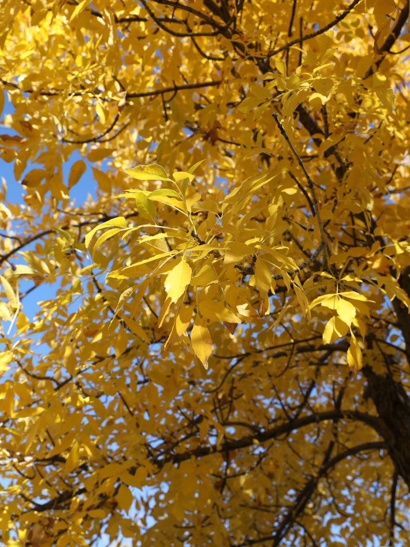 Velvet Ash Grows Well In Areas With Partial Shade