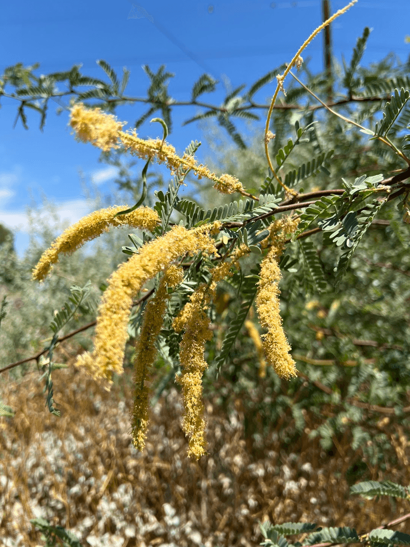 Velvet Mesquite Creates Shade With Less Water