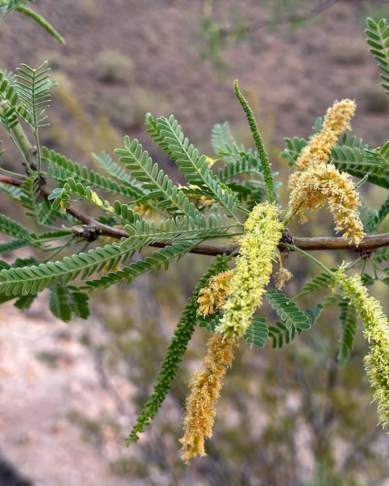 Velvet Mesquite Delivers Filtered Shade Across The Landscape Velvet Mesquite Delivers Filtered Shade Across The Landscape