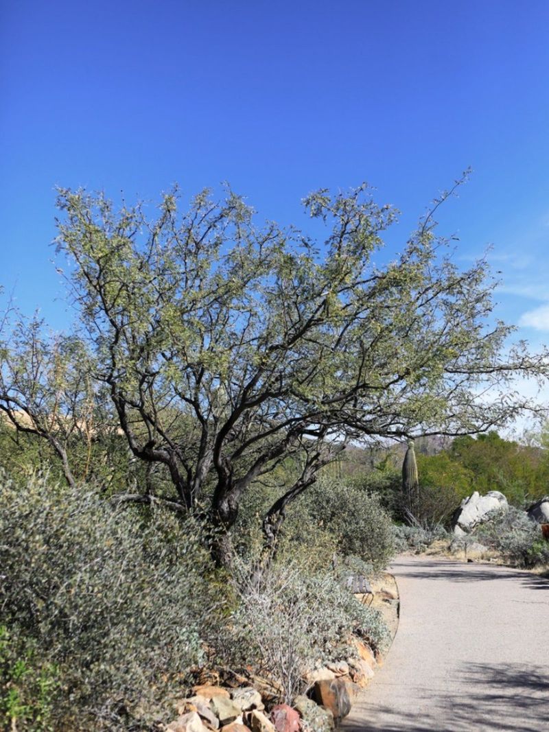 Velvet Mesquite Handles Light Hot-Weather Pruning Velvet Mesquite Handles Light Hot-Weather Pruning