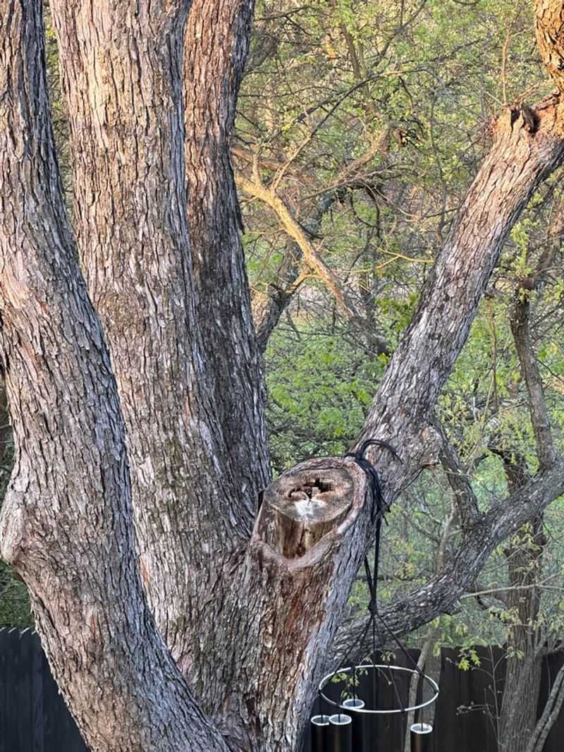 Velvet Mesquite Shows Rough Seasonal Texture