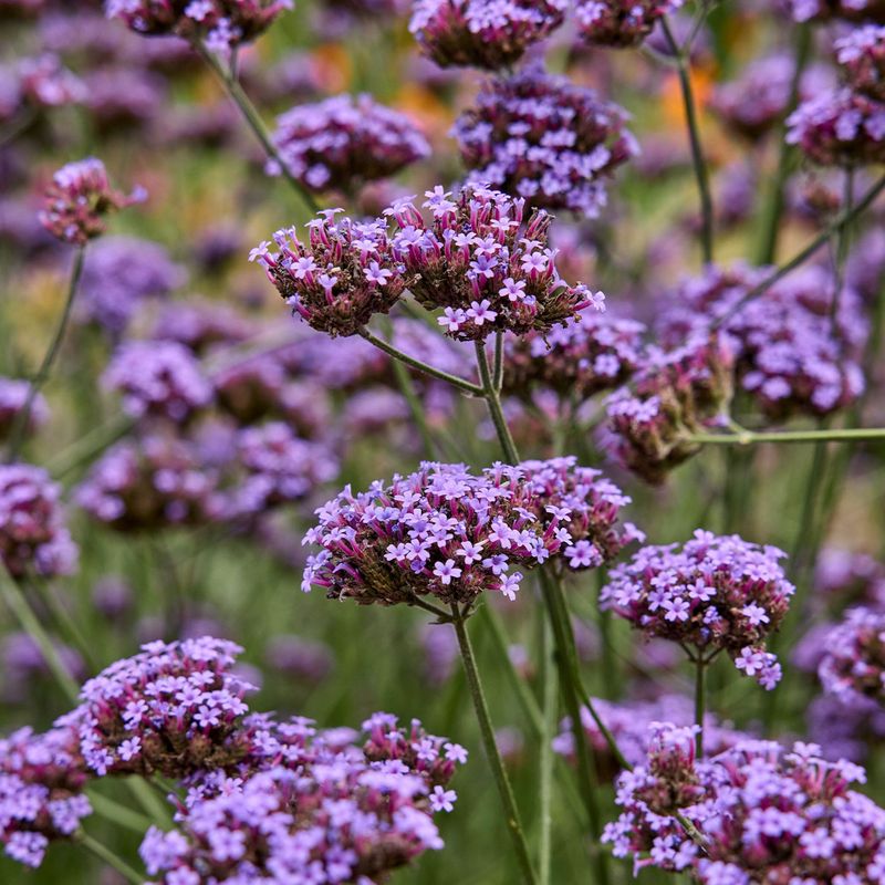 Verbena Verbena