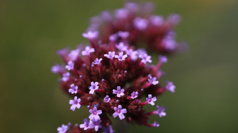 Verbena