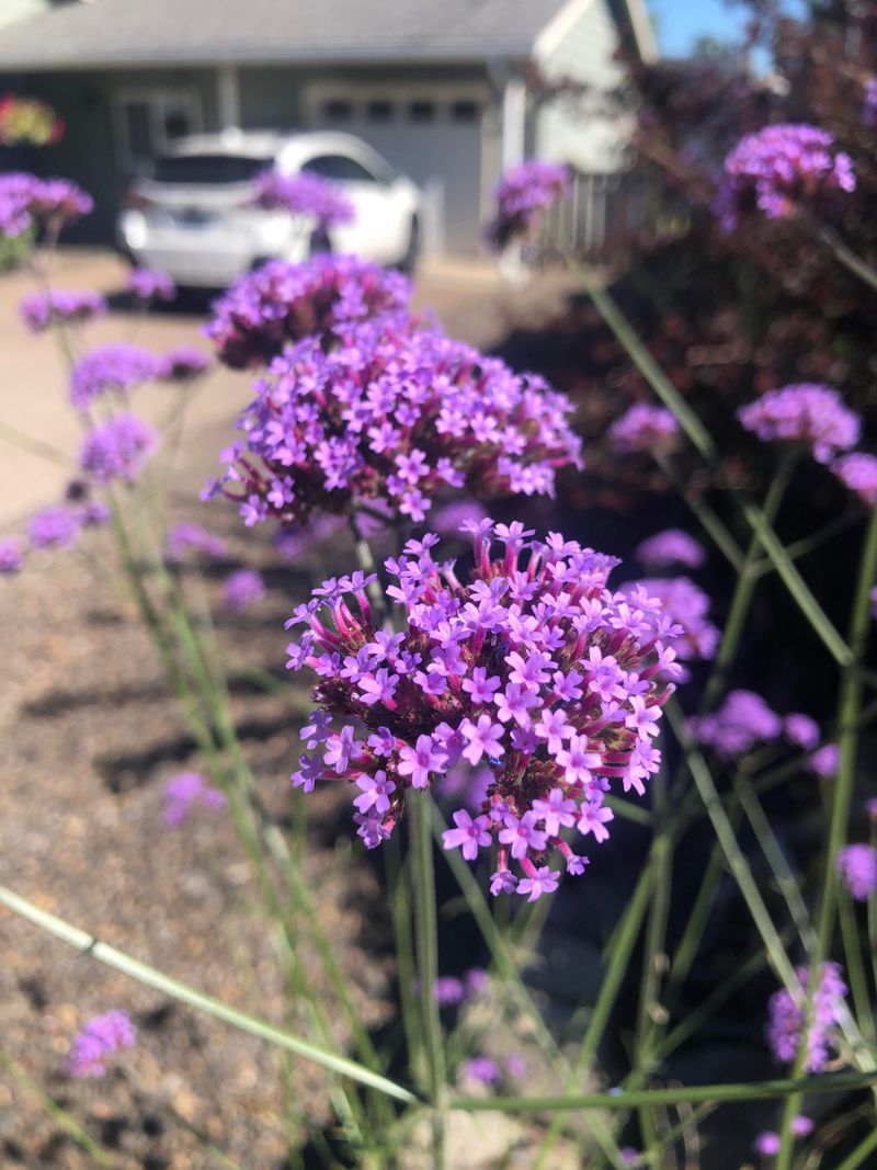 Verbena Looks Better With Faded Blooms Removed