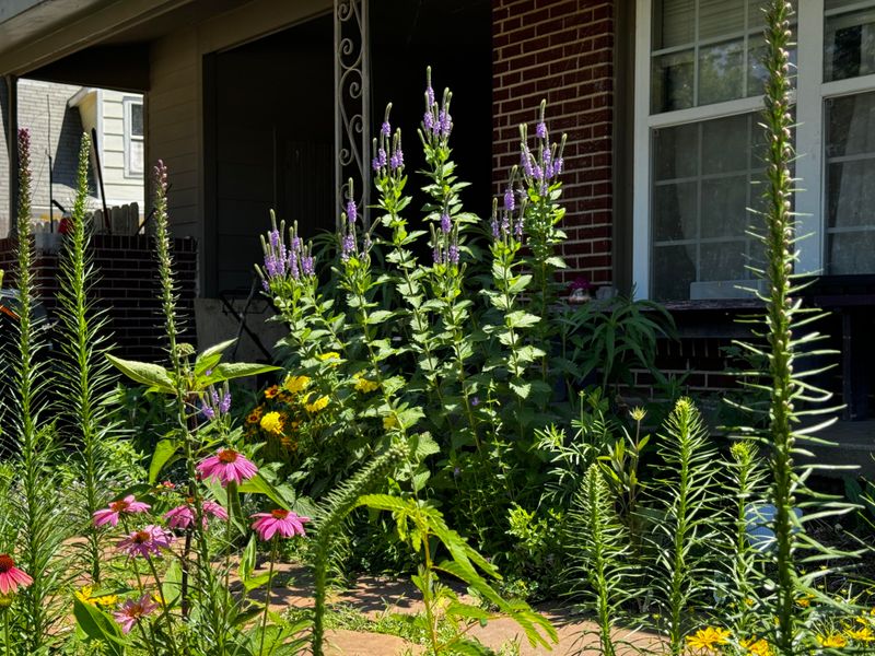 Verbena Spreads Quickly For Instant Summer Color