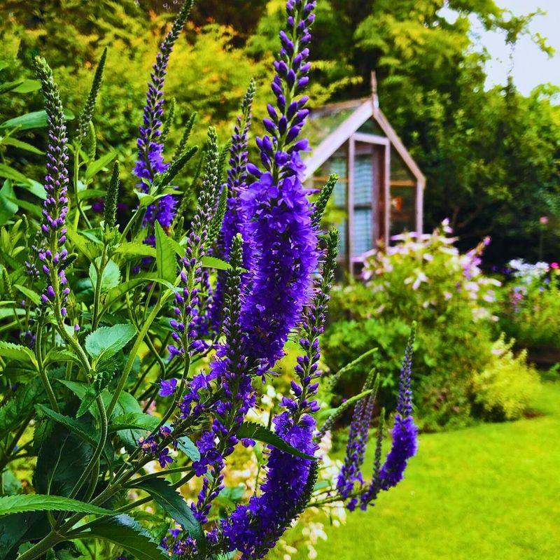 Veronica Sends More Flowers After Spikes Are Cut