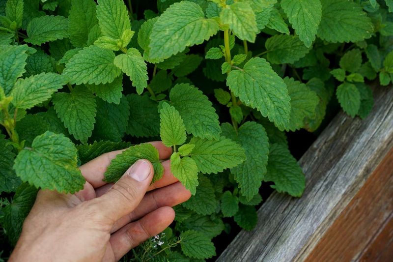Versatile Garden Companion