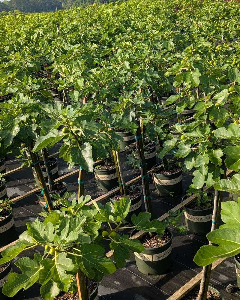 Versatile Planting Options