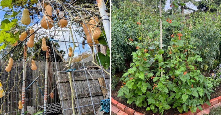 Vertical Growing Vegetables That Actually Thrive In Wisconsin Gardens