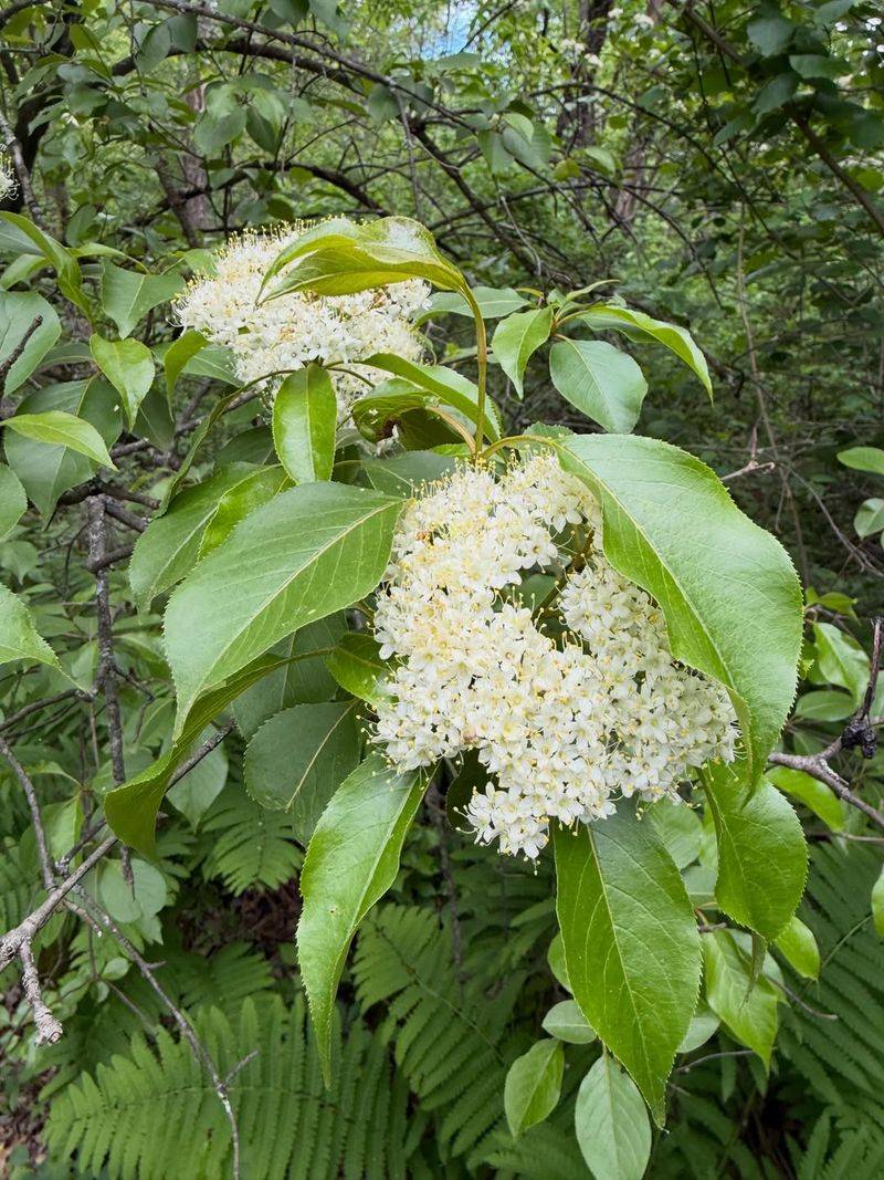 Viburnum Fast-Growing Hybrids Viburnum Fast-Growing Hybrids